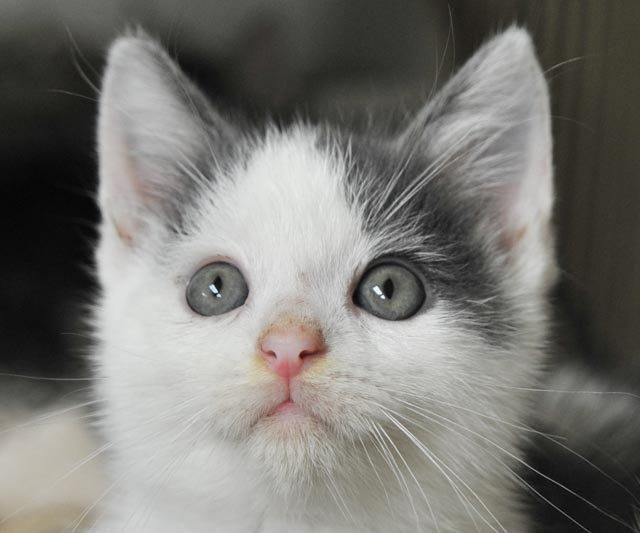 Pets that need homes Ivy